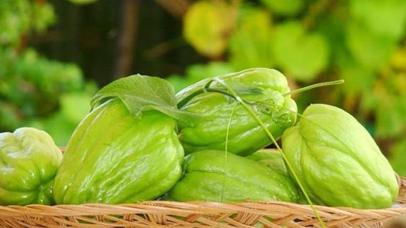 Su su ăn sống được không? Có tác dụng gì? 3