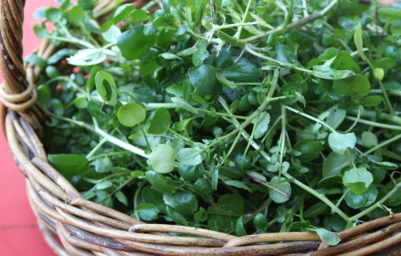 Sự thật ăn rau cải xoong có giảm cân không? 1