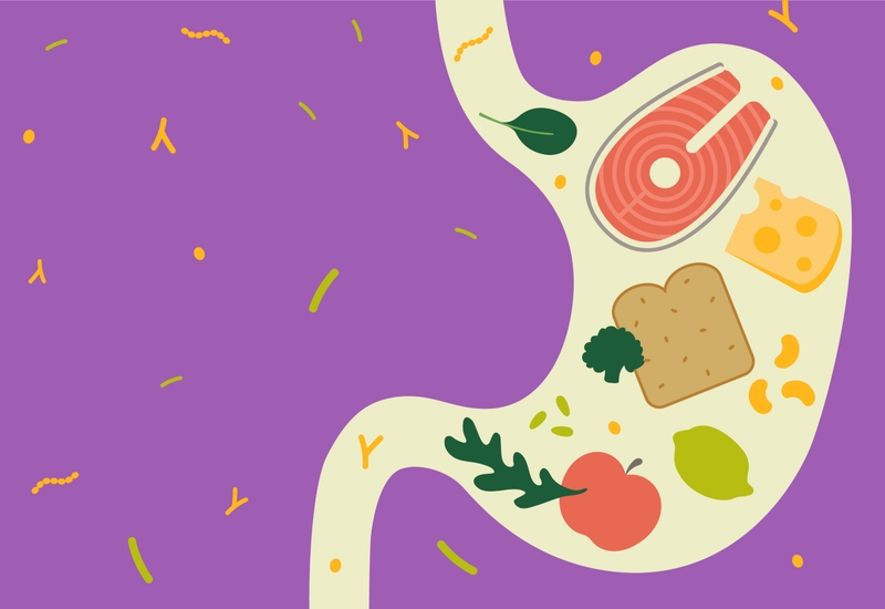 Sự thật thú vị: Quá trình tiêu hóa diễn ra như thế nào? 2