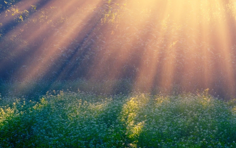 Bật mí 5 sự thật về vitamin D mà bạn có thể chưa biết 1