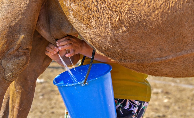 Sữa lạc đà​ có tốt không? Cách dùng sữa lạc đà​ hiệu quả 1
