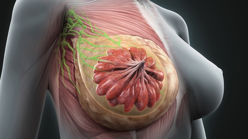 Sữa mẹ được hình thành như thế nào? 1