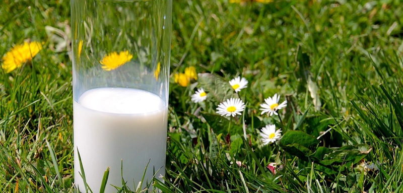 Sữa organic là gì? Lợi ích dinh dưỡng trong sữa organic 4