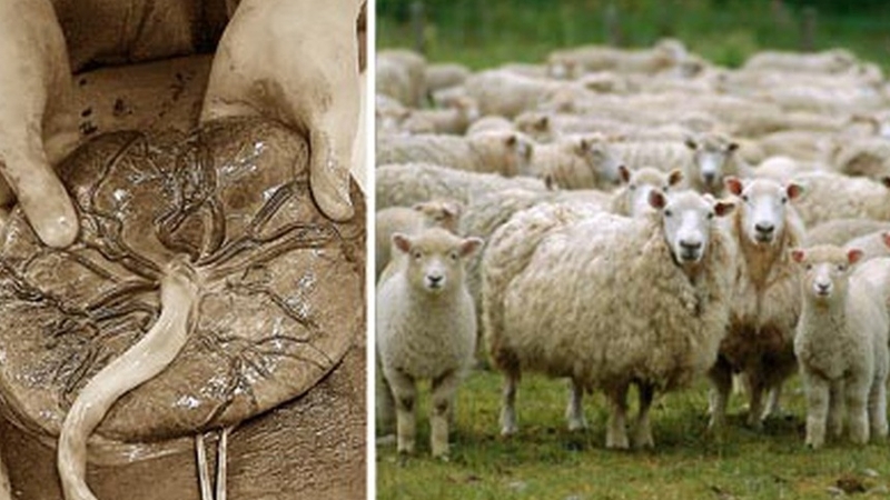 Sữa rửa mặt nhau thai cừu có tốt không? 2