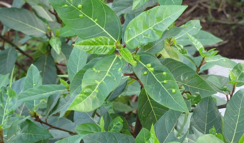 Sử dụng lá sung chữa bệnh trĩ có hiệu quả không 1