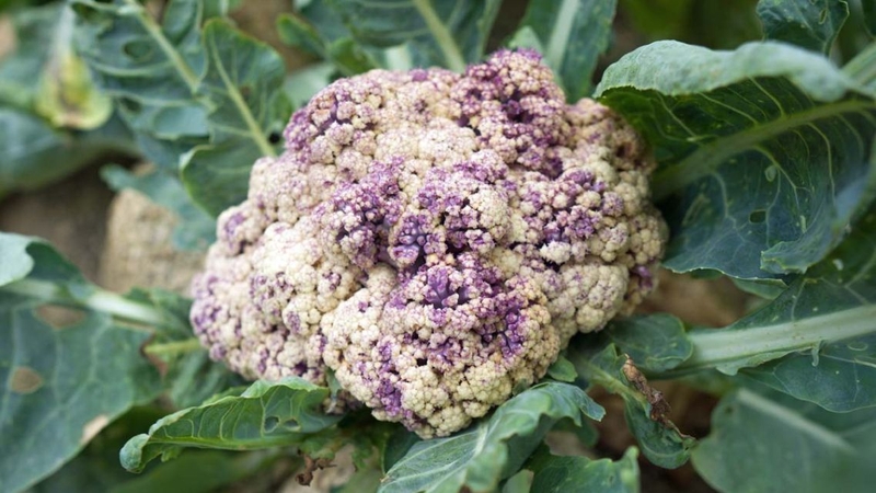 Súp lơ trắng bị tím có thể do nhiều nguyên nhân khác nhau