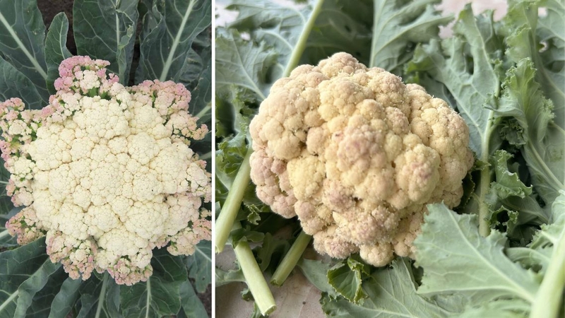 Nếu súp lơ trắng bị tím kèm các dấu hiệu hư hỏng bạn không nên sử dụng
