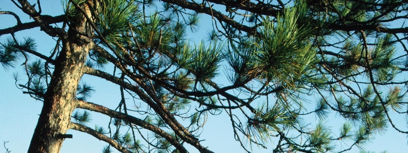 Suy giãn tĩnh mạch chân - Active Legs 4