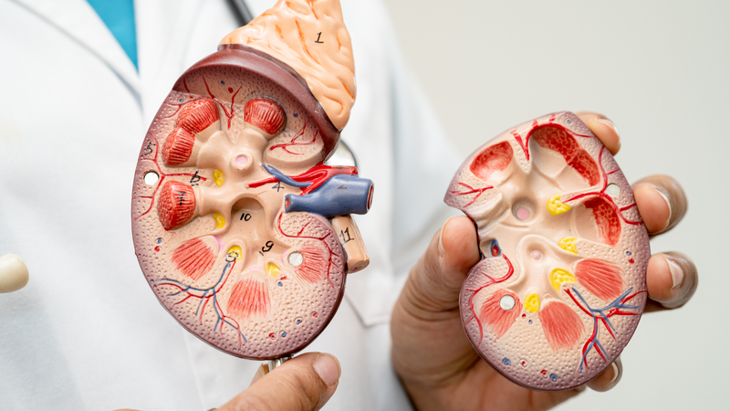 Suy thận là gì? Cách điều trị và phòng ngừa suy thận 1