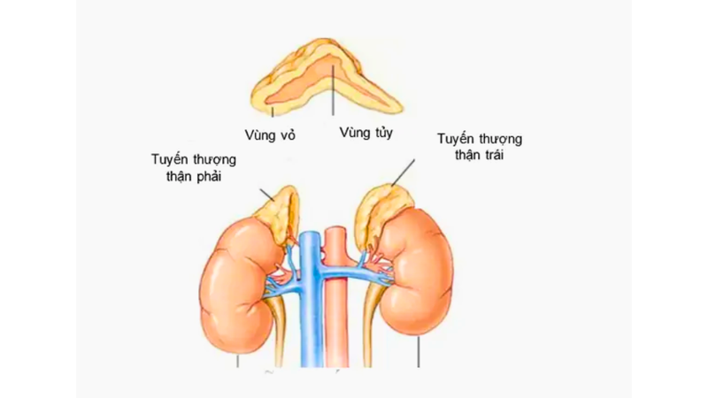 suy-vo-thuong-than-la-gi-nguyen-nhan-gay-suy-vo-thuong-than 1