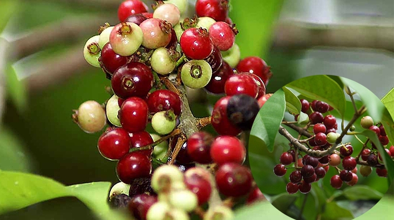 Cây sắn thuyền chứa nhiều tác dụng tốt đối với sức khỏe