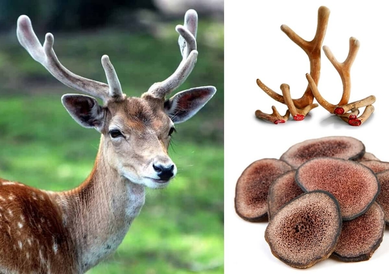 Tác dụng chữa bệnh của nhung hươu tươi 1