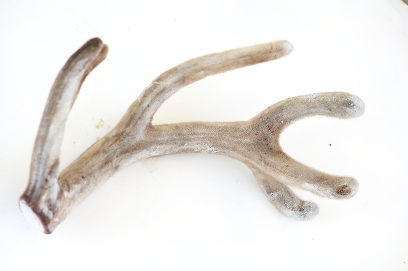 Tác dụng chữa bệnh của nhung hươu tươi 2