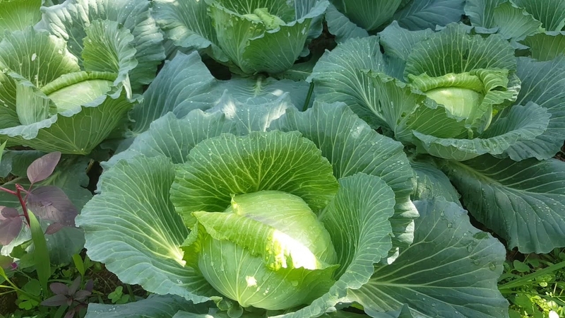 tac-dung-cua-bap-cai-nhung-dieu-can-biet 1