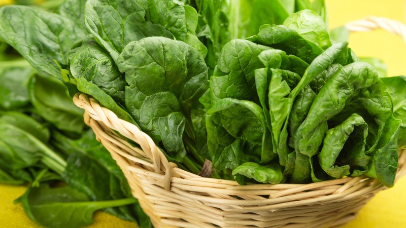 Vitamin K trong cải bó xôi giữ vai trò thiết yếu trong quá trình tổng hợp protein liên quan đến cấu trúc xương