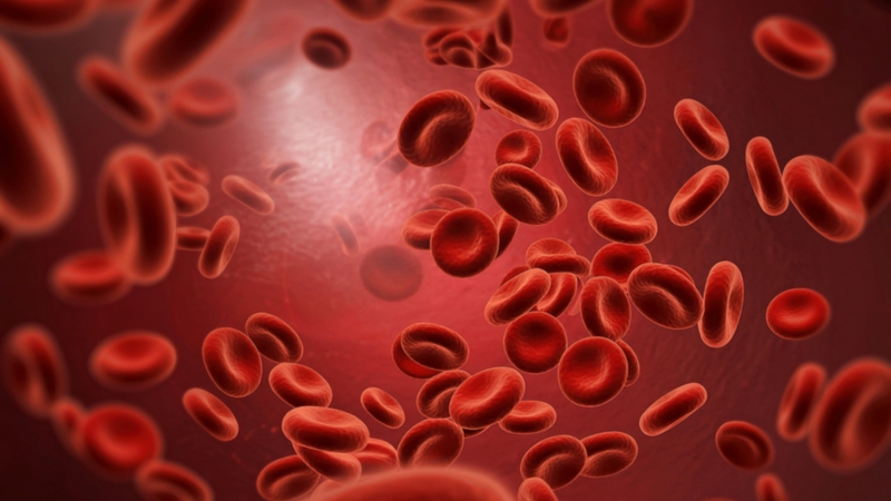 Hàm lượng sắt và folate trong cải bó xôi đóng vai trò quan trọng trong quá trình hình thành hồng cầu