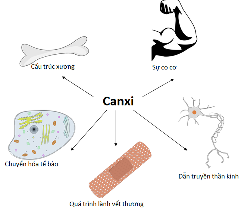 Canxi đóng vai trò quan trọng trong cơ thể