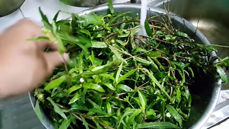 Tác dụng của cây cỏ mực với trẻ sơ sinh là gì 1