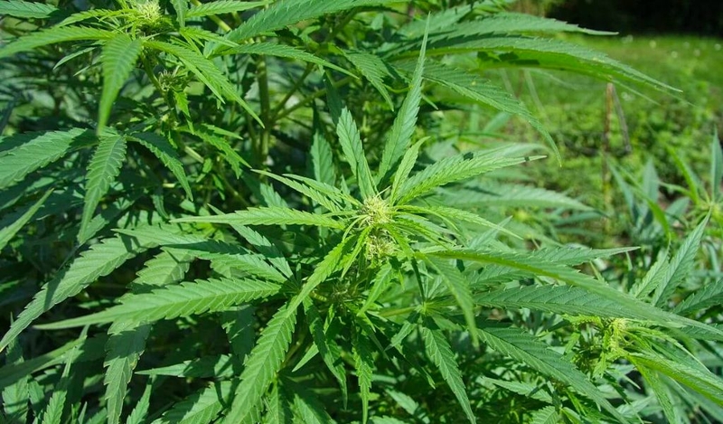 Tác dụng của cây gai dầu và hạt gai dầu với sức khỏe 1