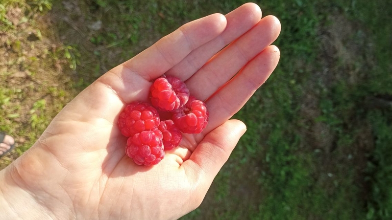 Cây mâm xôi có thể được dùng dưới dạng quả tươi, trà, thực phẩm bổ sung