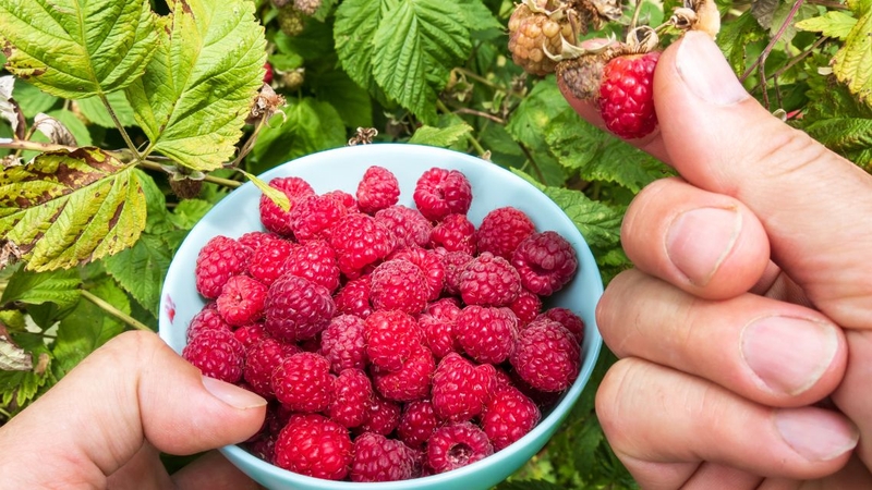 Ngạc nhiên trước&nbsp;tác dụng của cây mâm xôi với phụ nữ