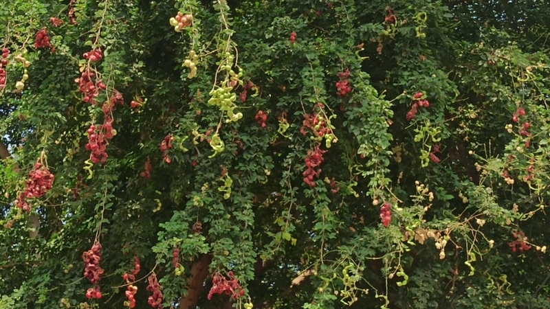 Quả me nước chứa nhiều chất xơ và vitamin C