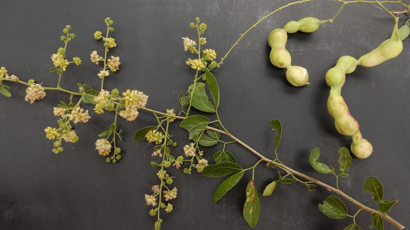 Quả me nước có tác dụng cải thiện sức khỏe xương khớp