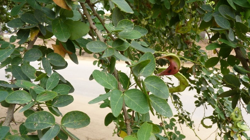 Nên chọn quả chín tự nhiên để đảm bảo hương vị và dinh dưỡng