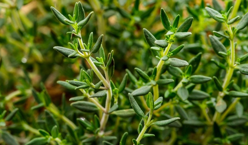 Tác dụng của cỏ xạ hương với sức khỏe? Cần lưu ý gì khi sử dụng? 1