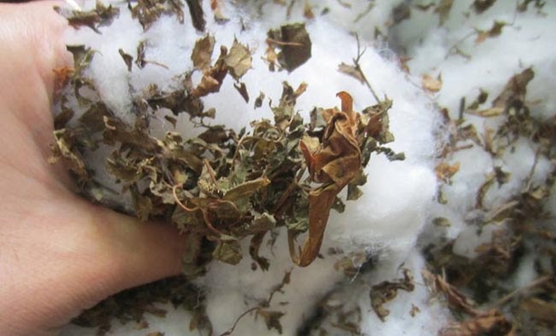 Cách làm gối đinh lăng cực đơn giản 2