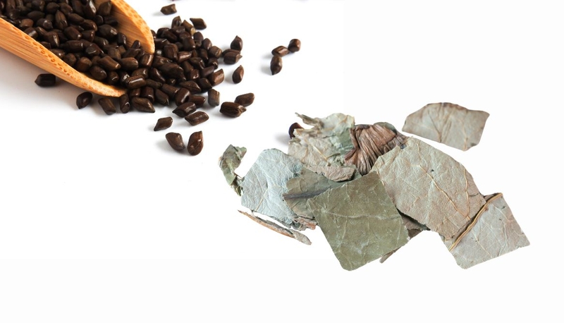 Khám phá tác dụng của hạt muồng với bệnh mỡ máu 4