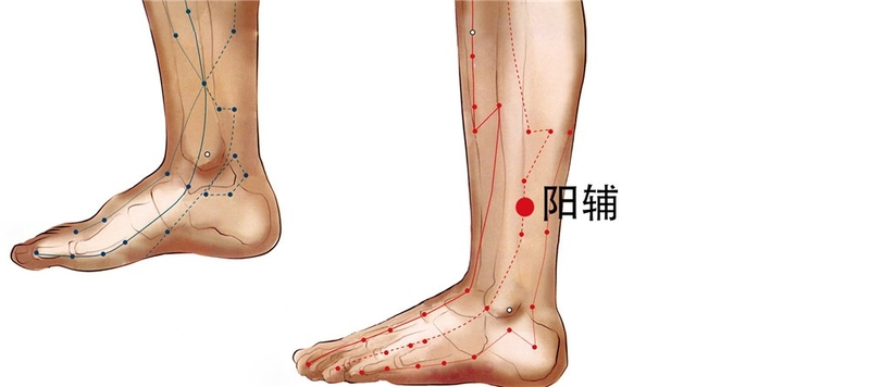 Tác dụng của huyệt Dương Phụ có thể bạn chưa biết 2