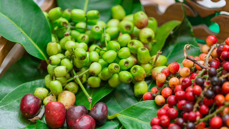 Lá vối chứa nhiều thành phần hóa học có lợi cho sức khỏe