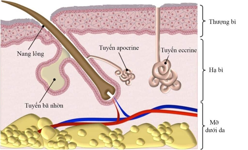 Tác dụng của mồ hôi đối với sức khỏe của mỗi người 1
