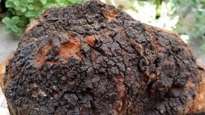 Tác dụng của nấm chaga ít người biết-1