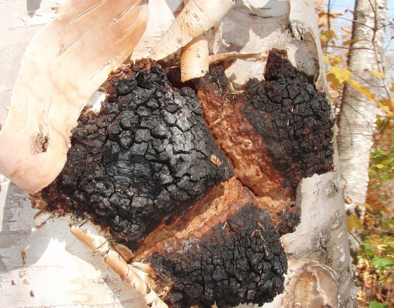 Tác dụng của nấm Chaga ngâm rượu không phải ai cũng biết