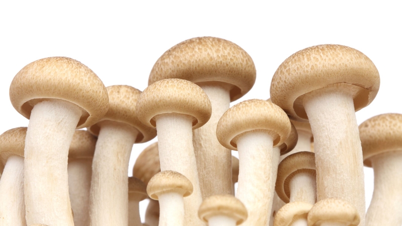 Tác dụng của nấm chân dài đối với sức khỏe 1