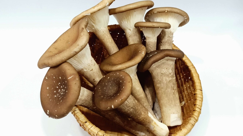 Tác dụng của nấm chân dài đối với sức khỏe 4