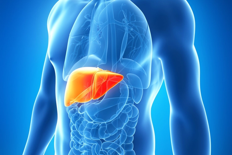 Tác dụng của nấm lim xanh với bệnh gan và cách dùng 2