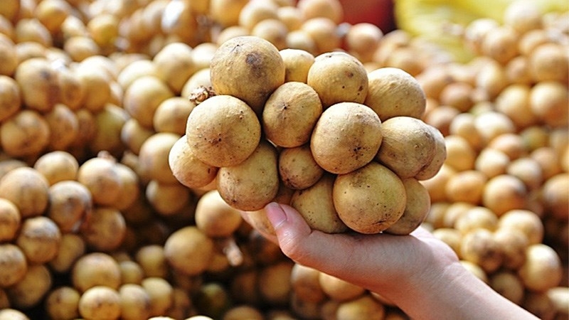 Cách chọn mua bòn bon ngon