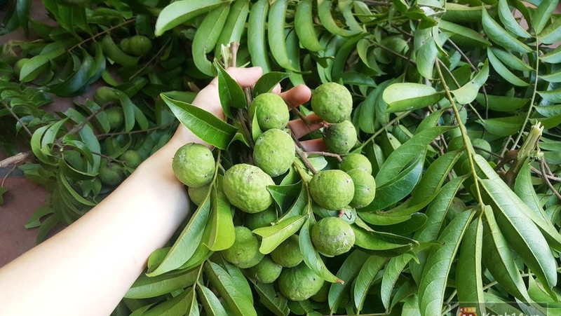 Các tác dụng của quả sấu không phải ai cũng biết 1