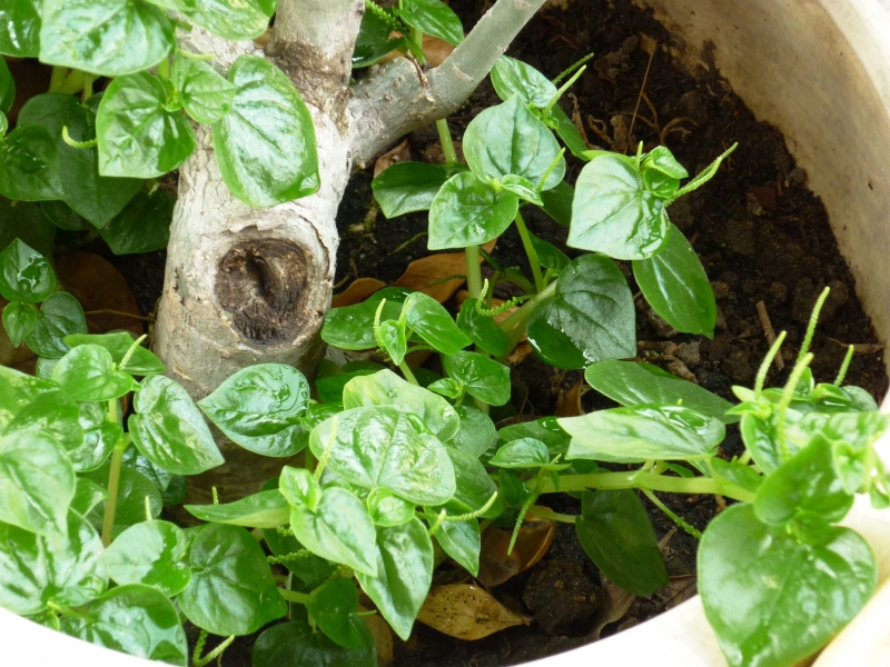 Tác dụng của rau càng cua là gì – bạn đã biết chưa?1