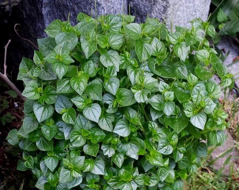 Tác dụng của rau càng cua là gì – bạn đã biết chưa?2