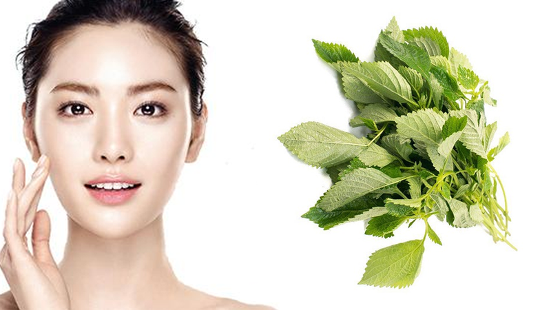 Tác dụng của rau kinh giới làm đẹp da tự nhiên an toàn, hiệu quả 2