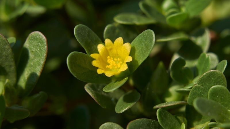 Tác dụng của rau sam với da mặt là gì? Bạn biết chưa? 1