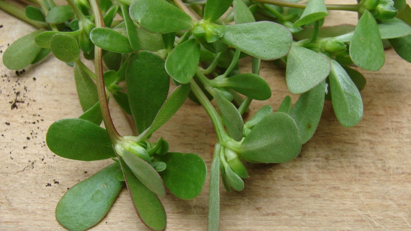 Tác dụng của rau sam với da mặt là gì? Bạn biết chưa? 3