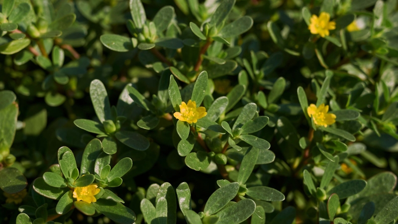 Tác dụng của rau sam với da mặt là gì? Bạn biết chưa? 4