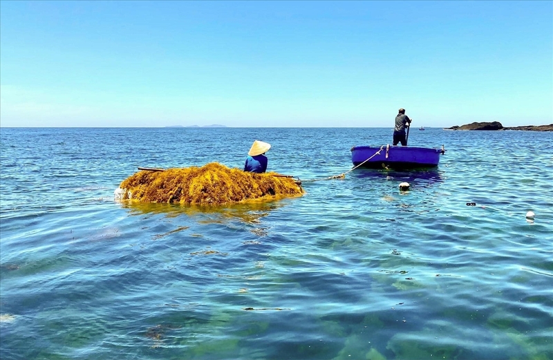 tác dụng của rong biển khô 1