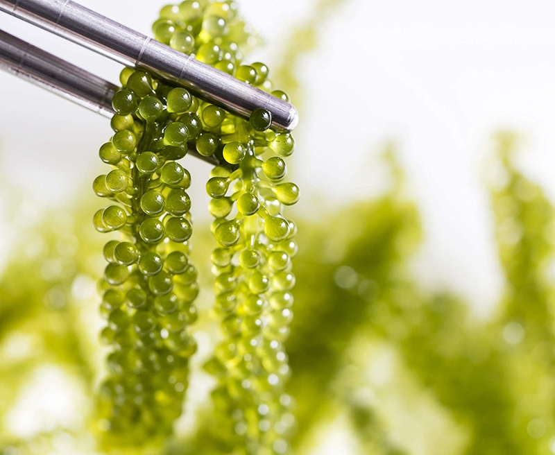 Tác dụng của rong nho đối với sức khỏe 1