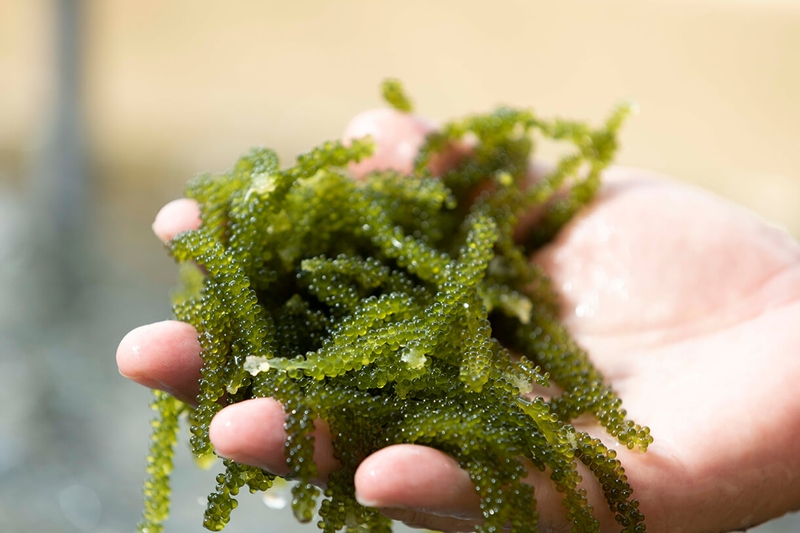 Tác dụng của rong nho đối với sức khỏe 3